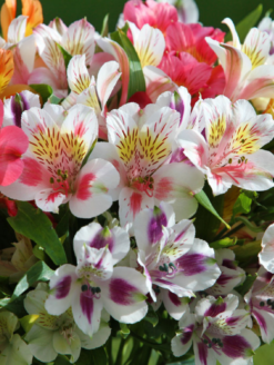 Альстромерии