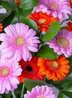 tapeta-na-telefon-gerbery-1